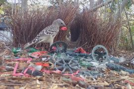 Скло, пластик та банкноти: чим птахи-наметники приваблюють самок