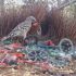 Скло, пластик та банкноти: чим птахи-наметники приваблюють самок