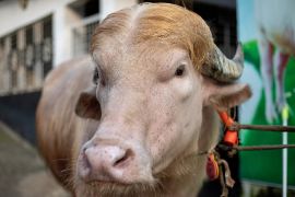 Буйвола на кличку Трамп врятували від ритуального забою в Бангладеш