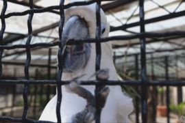 Знаменитому какаду Кокі в Хорватії виповнилося 70 років