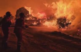 Лісові пожежі в Іспанії знищили 30 тисяч гектарів лісу