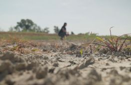Урожай під загрозою: у річку По в Італії проникає морська вода