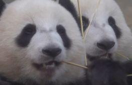 Як шість панд у Ocean Park у Гонконгу святкують свої дні народження