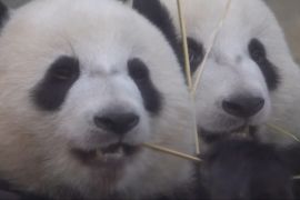 Як шість панд у Ocean Park у Гонконгу святкують свої дні народження